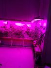 Full Spetrum LED Grow Lights APOLO 18 500W Medical Growing PPF1.8umol/J With Fans